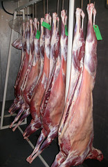 goat carcasses from 2009 W. MD goat test