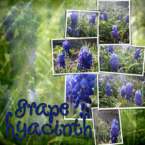Grape Hyacinth Layout