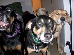 4dogs_112209