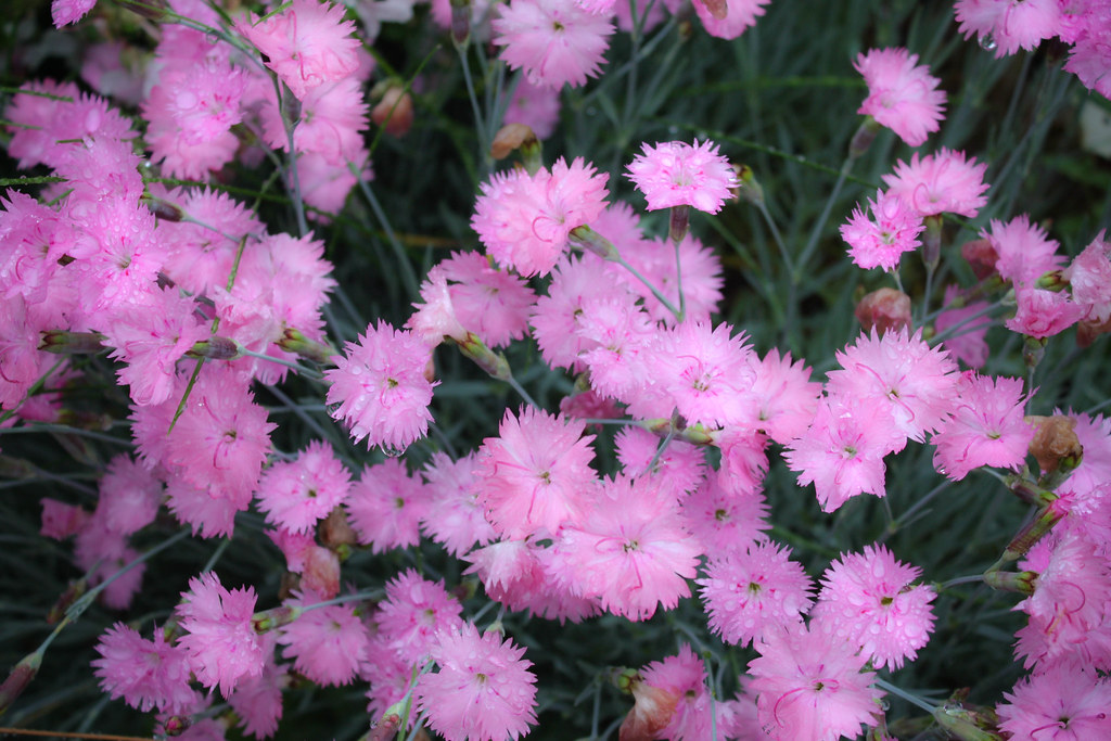 puffy pink flowers