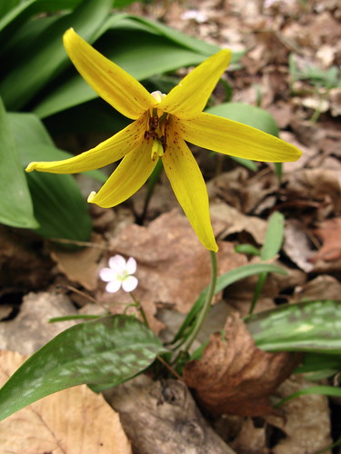 Trout Lilly and Friend
