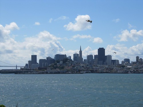 San Francisco skyline seagulls 5873