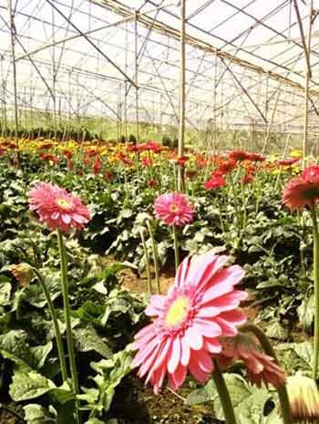 a greenhouse growing colorful flowers in Dalat city, Vietnam