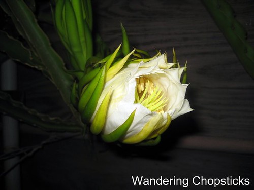 1.3 Dragon Fruit Literally Blooms in Hours 2