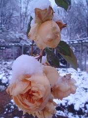 snowy roses