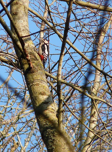 11889 - Great Spotted Woodpecker at Mewslade, Gower