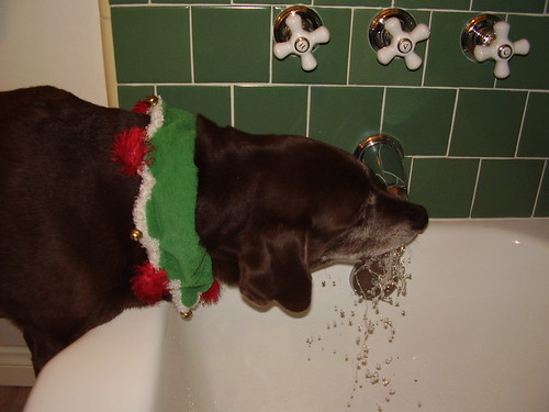 She loved to drink the water from the bath tub spicket.  She would go and stand there and I could hear her tags clinking up against the bathtub.  Neither of our boys do that.