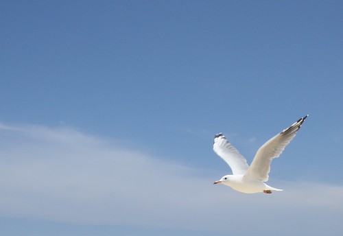 Silver Gull at Bondi Beach