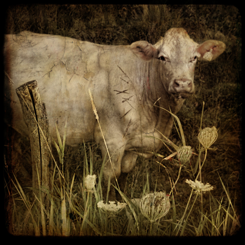 Charity the Charolais Cow...Up for Auction