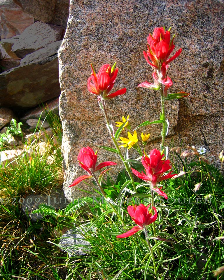 This bright and cheery photo of Indian Paintbrush was taken in Colorado's remote high country near Ruby Jewel Lake at an elevation of 11,000 feet.