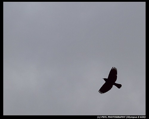Red-winged Blackbird in flight