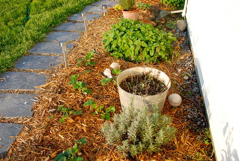 new herb bed