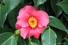 CamÃ©lia / Camellia