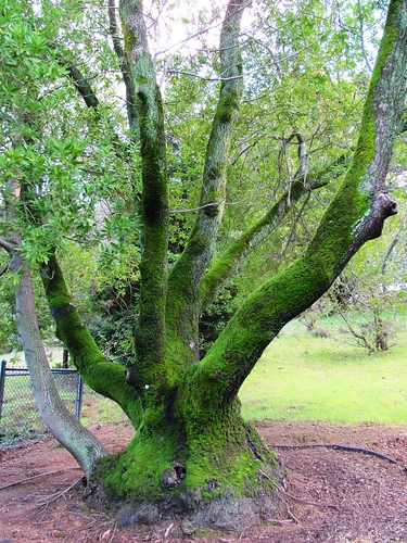 mossy tree 2