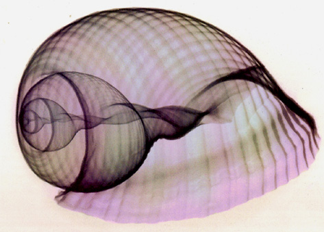 X_Ray_Shell_Vortices