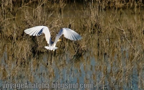 Flight of Great White Egret by voyageAnatolia.blogspot.com