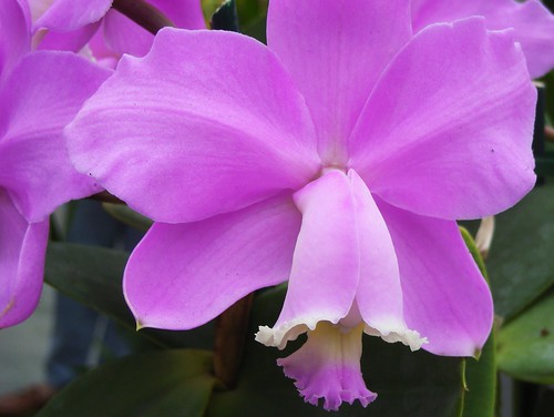 Pink Cattleya by orchidgalore, on Flickr