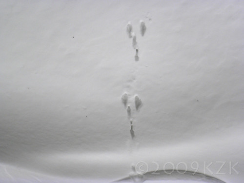 DSCN3140 Bunny tracks in the snow