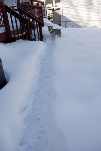 backyard winter harpo path
