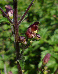 bee plant - scrophularia californica