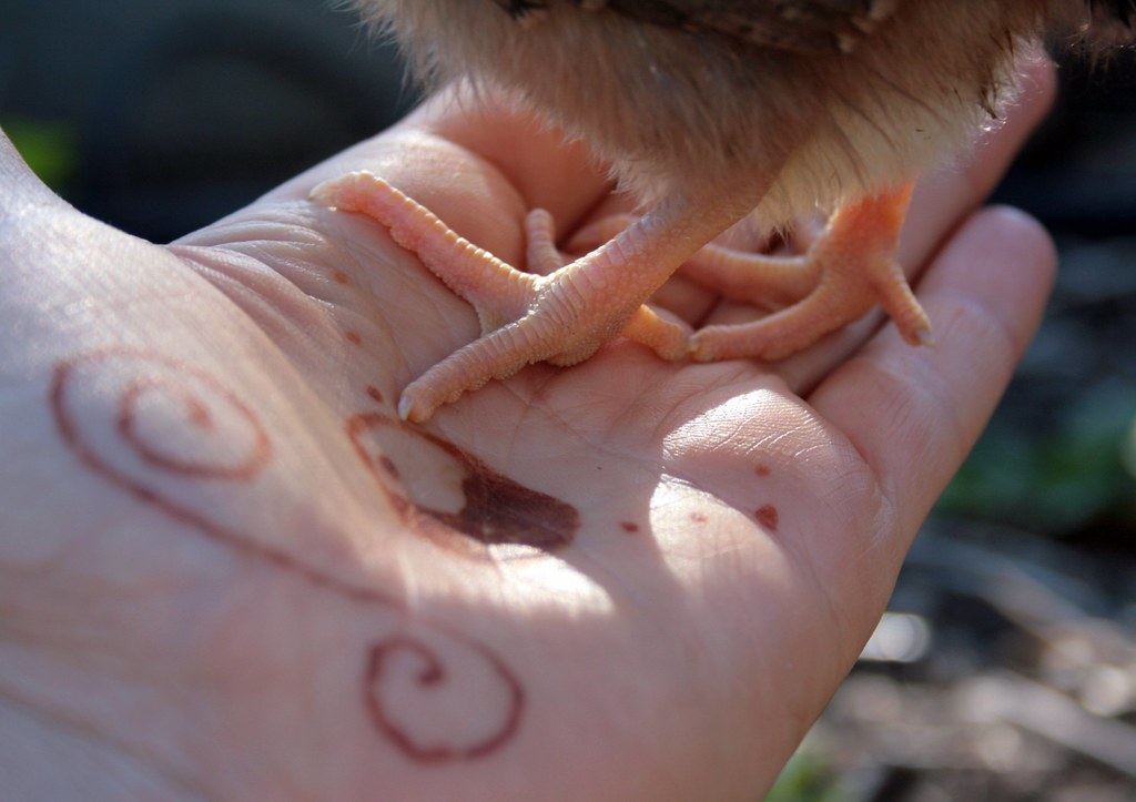 a bird in the henna-ed hand