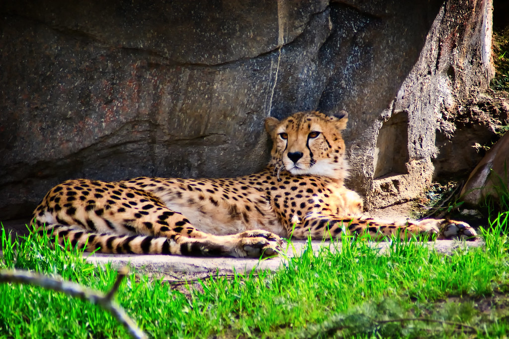 Casual Cheetah