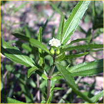 Eclipta Alba or Bhringraj - Best Known Herb for Hair Loss &amp; Premature Graying by herbalhairshampoo