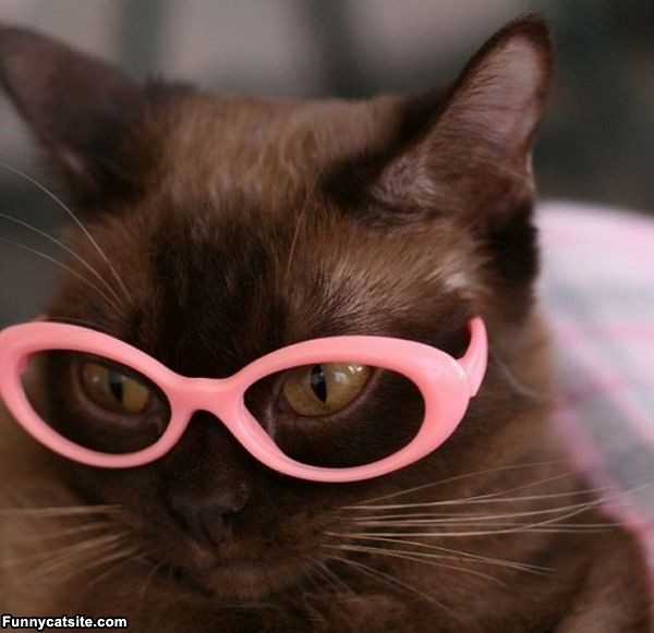 Pink_Glasses_Cat