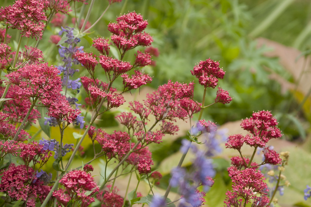 centranthus and nepeta  june 13 2011