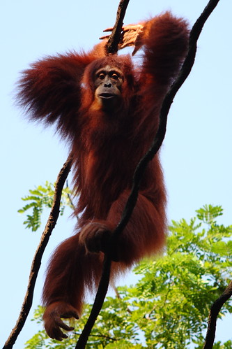 orangutan on the ropes
