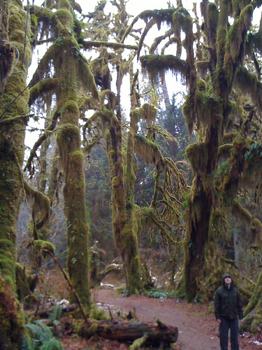 Hall of Mosses, Hoh Rain Forest