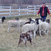 Sheep Herding with Clever Canines