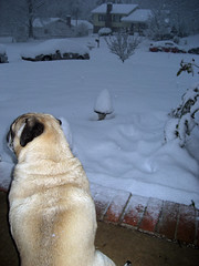 norman watches the snow