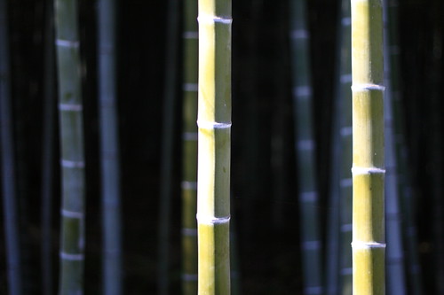 Bamboo Grove in Arashiyama, Kyoto