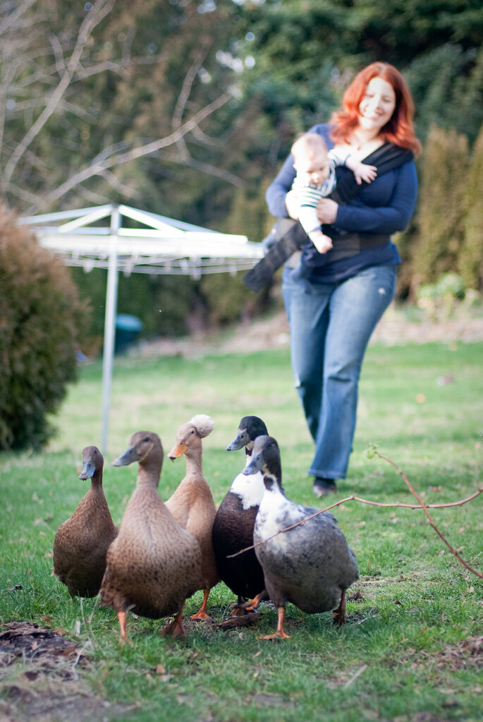 Suburban duckies!