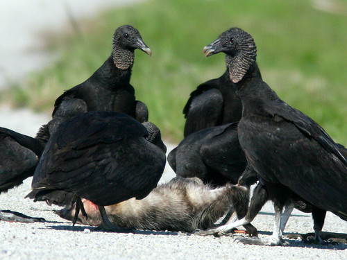 Black Vultures with Opposum 20100401