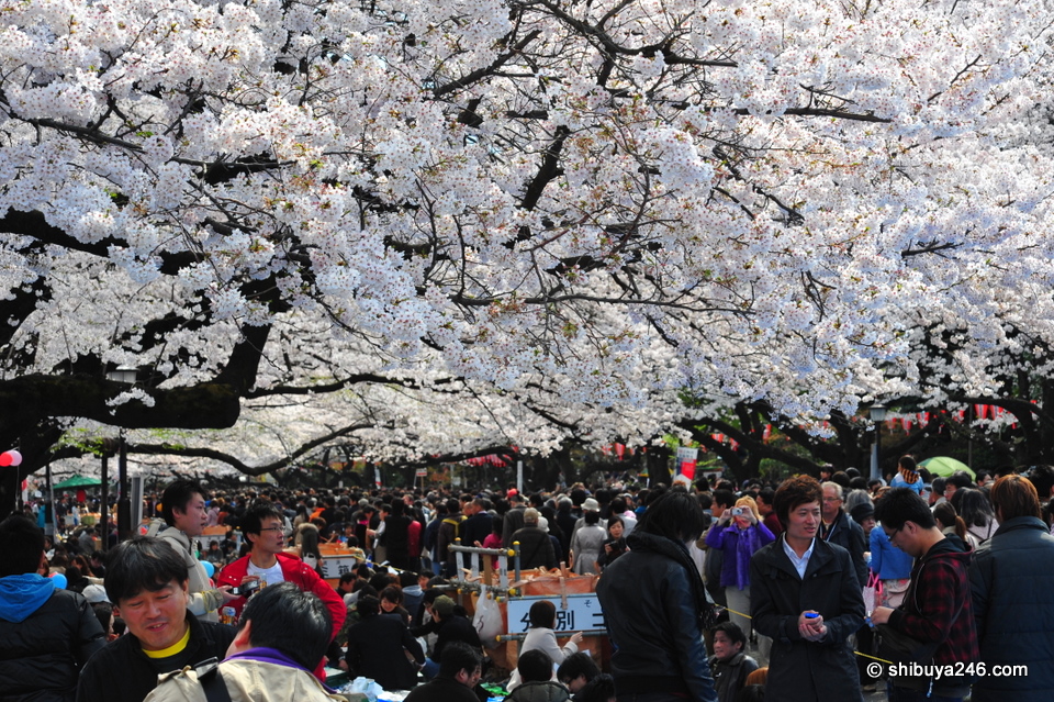Japanese life under the Sakura wave