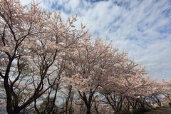 Cherry blossoms / Sakura / 桜