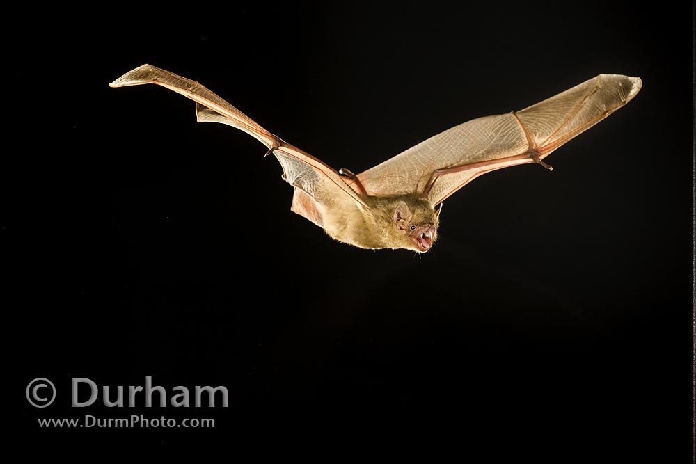 northern yellow bat