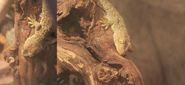 MODS gecko diptych