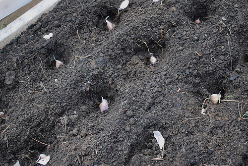planting garlic 2