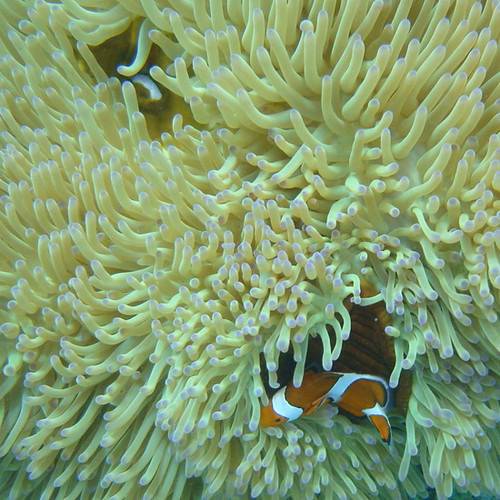 Okinawa anemone fish