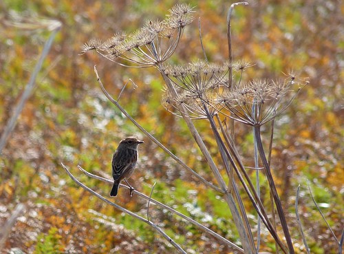 11542 - Stonechat on Autumnal Gower