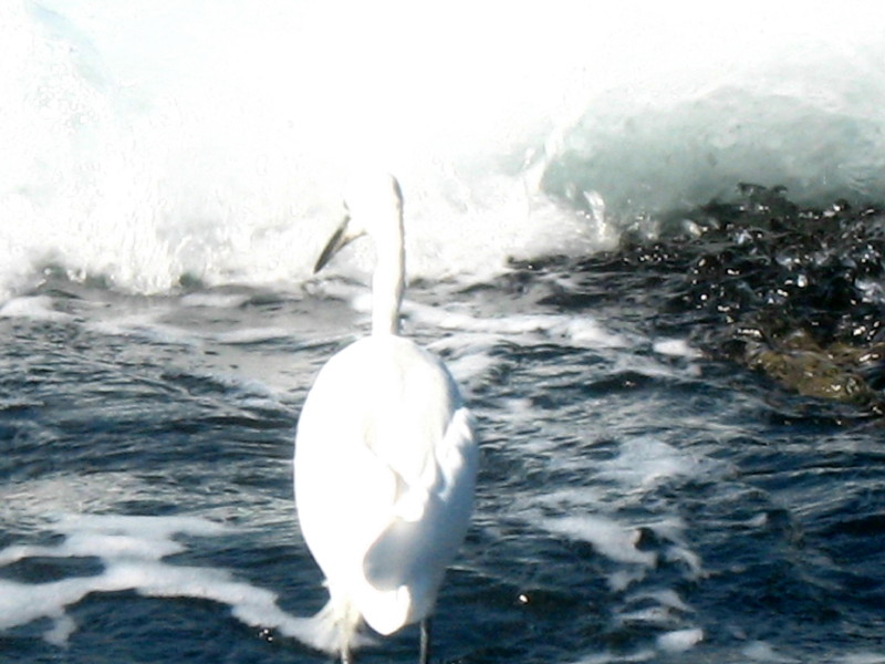 21-11-2009-mr-egret