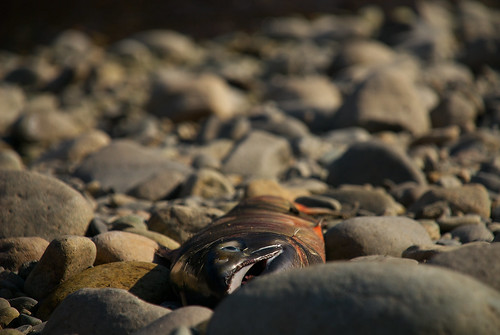 鮭の死骸 / dead salmon