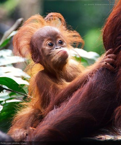 baby orangutan with a halo of orange hair