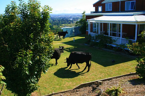 Cows in the yard