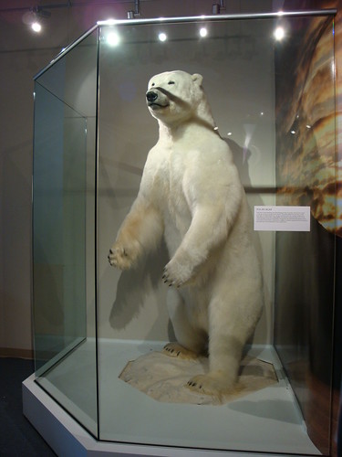 Northern House - Polar Bear!