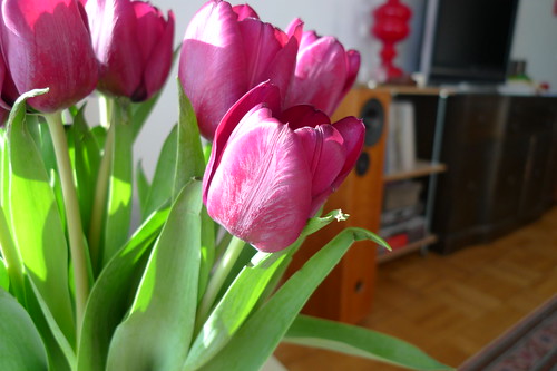 tulips #3