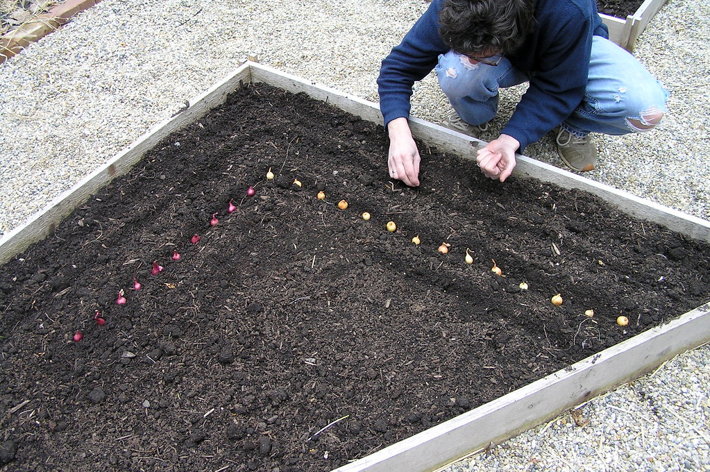 first sowing